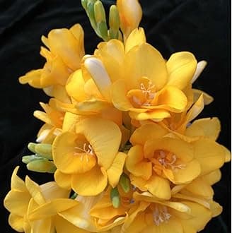 Tuberose. Bloom Year After Year.Delightful Perennial Flower Surprise Decoration.-10 Bulbs-C