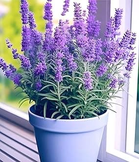 Live Wonderful All Season Purple Lavender Flower Tree Healthy Live Plant For Home Garden Outdoor Indoor plant in 3 Inch Black Pot (LEVENDER PLANT) (LEVENDER FLOWER PLANT)