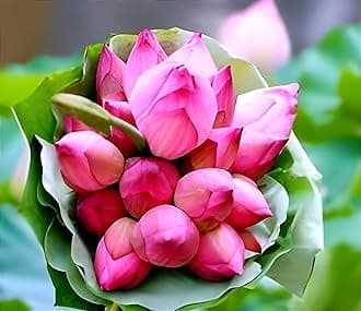 Guarante Blooming Orginal Variety Big Size''ULTIMATED THOUSAND Petal Double Lotus'' Live Plant (TUBER/Root) With in 35 Days Water Lotus For Outdoor & Indoor Plant.