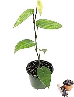 Black Pepper Plant - Live Vine in a 4 Inch Grower's Pot - Piper Nigrum - Grow Your Own Spices in The Garden