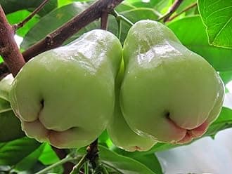 Creative Farmer Live Plants for Garden Fruit White Water Apple Java Apple/Jamun Bell-Shaped Edible Berry Hybrid Plant(1 Healthy Live Plant)