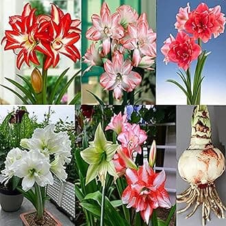 Amaryllis for Planting Now UK Perennial Good for Containers Excellent Display Plant Bulbs Ornamental Greening Flower Natural Organic Easy Plant Perennial -1bulb-G