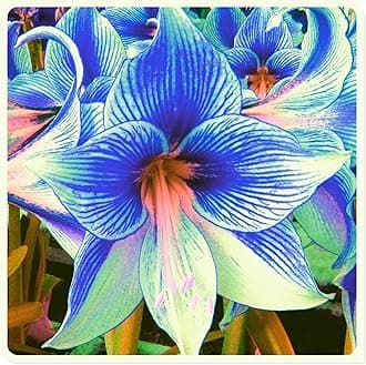 Amarylli Planting Pots to Grow to Grow Surprise Fall or Spring Indoor or Outdoor Professional-4bulbs-e