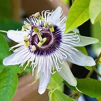 Passiflora Beauty of Hannover | Passion Flower | Evergreen Climbing Exotic Garden Plant in 9cm Pot | Garden Ready Shrub for Containers Walls and Fences (9cm Pot, 20-30cm)
