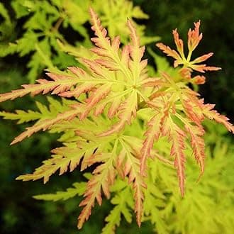 Acer palmatum 'Seiryu' | Japanese Maple Deciduous Potted Trees for Small Gardens | Premium Bushy Plant Shrub Tree in Pot (15-30cm (Incl. Pot))