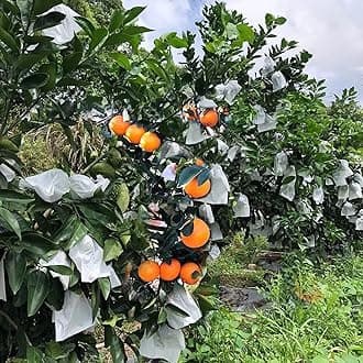 HouWanA Fruit Protection Bags 100pcs White Protection Cover Bags 7.8X11inch, Fruit Bags for Fruit Trees, Orchard, Trees, Frost, Plants (6.6X8.2)