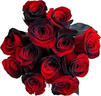 24 Stems - Fresh Cut Black and Red Roses from Flower Explosion