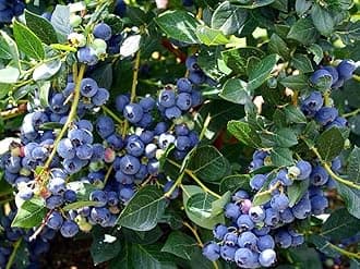 Rare Bush Blueberry Fruit, 1 Healthy Plant