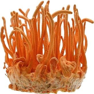 Root Mushroom Farm- Mushroom Grow kit -Cordyceps Militaris