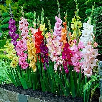 Garden State Bulb Rainbow Mix Gladiolus Flower Bulbs, 10/12cm, Spring Planting (Bag of 25)