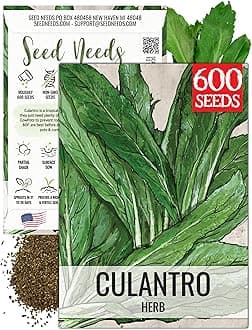 Seed Needs Culantro Seeds for Planting Mexican Coriander - Non-GMO Heirloom & Untreated Culinary/Medicinal Herbs to Grow an Indoor/Outdoor Herb Garden (1 Pack)