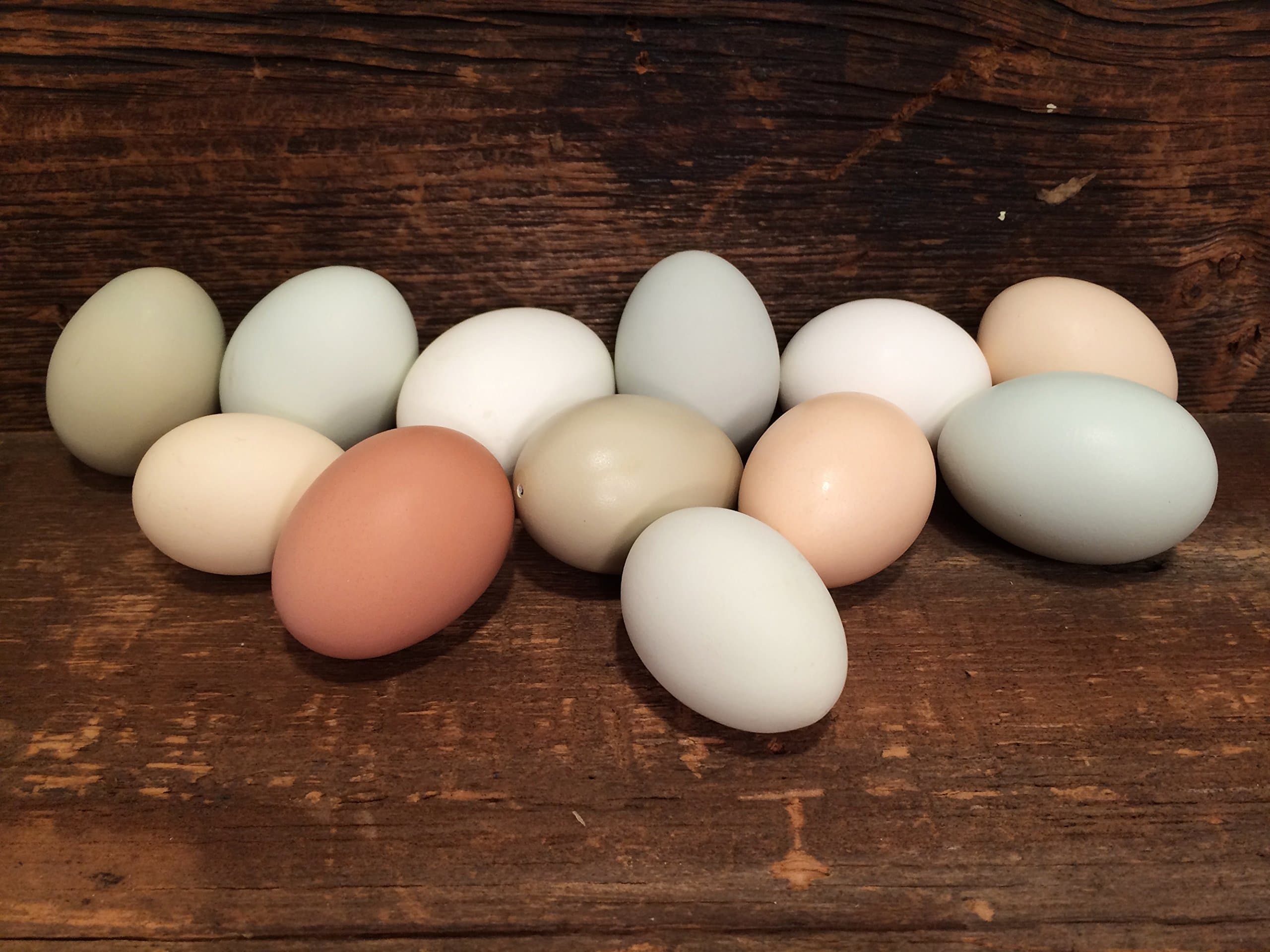 Easter Egger Eggs! One Dozen Clean, Organic Eggshells. Part of the Martha Stewart American Made Market