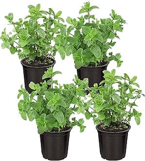 Live Aromatic and Edible Herb - Mint (4 Per Pack), Naturally Improves Breathing and Air Quality, 8" Tall by 4" Wide