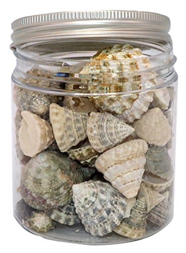 Quality Selected Seashells Fenestrate Top shells for Seashell Vases, Seashell Boxes, Seashell Frames, Seashell Jewelry Making & Mini Garden Miniture