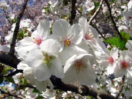 Snowgoose Flowering Cherry Tree bigv002