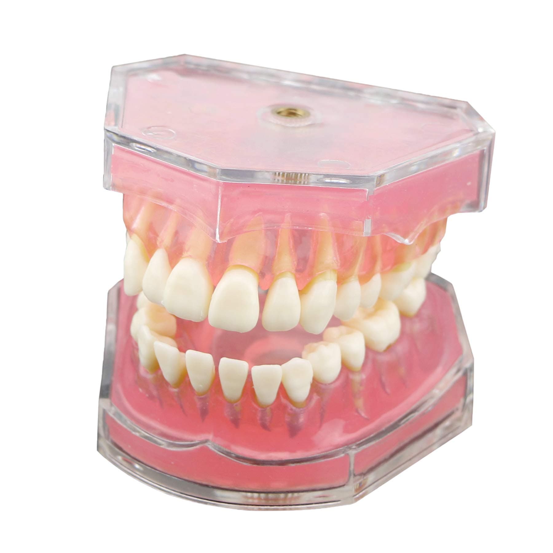 1 Pc Dental Demonstration Teeth Model - Standard Study Teaching Dental Mode With All Removable Teeth #4004 01